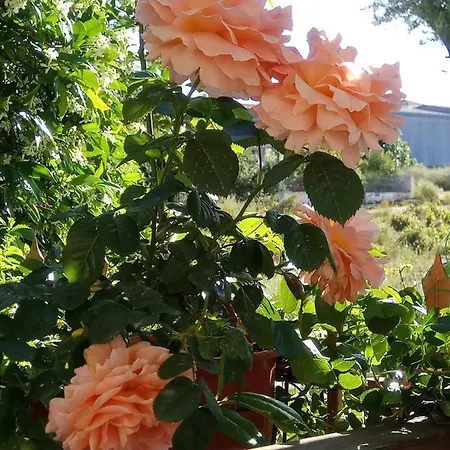 Georgias House 7 Min From Athens Airport Ártemida